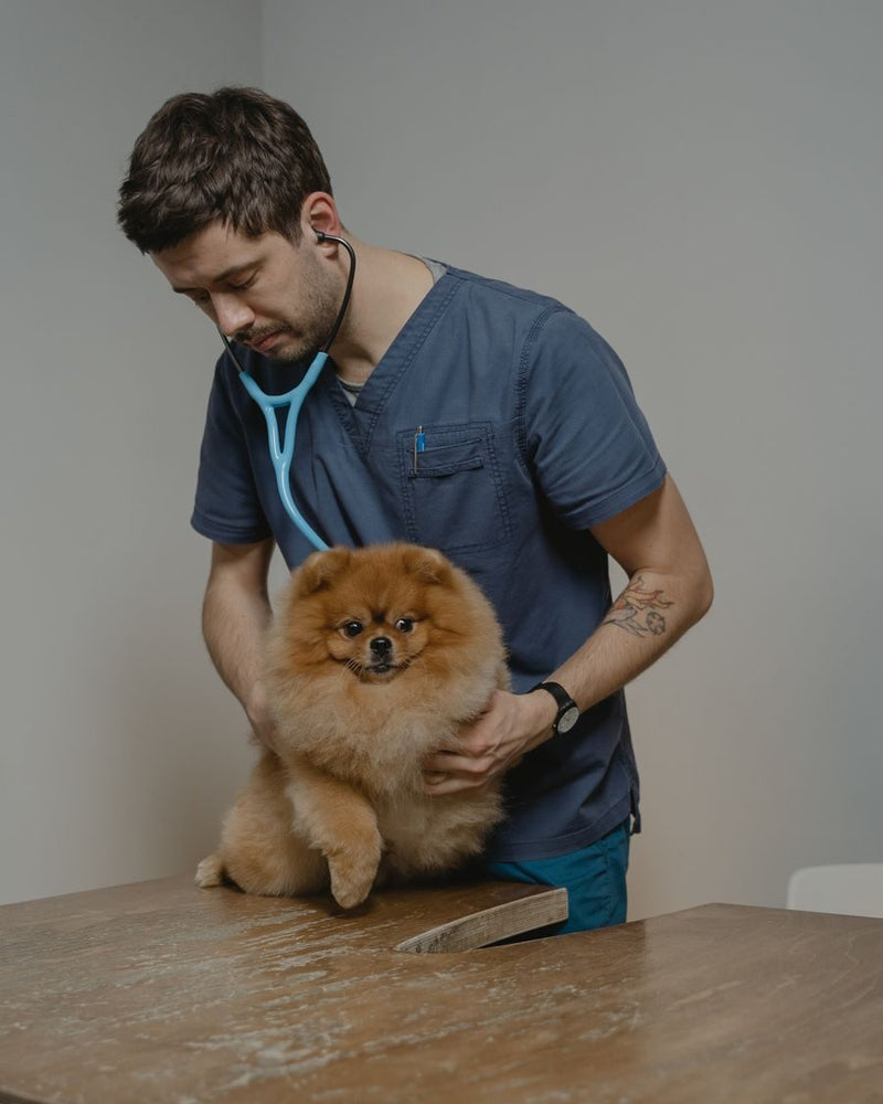 A small dog receiving a health check