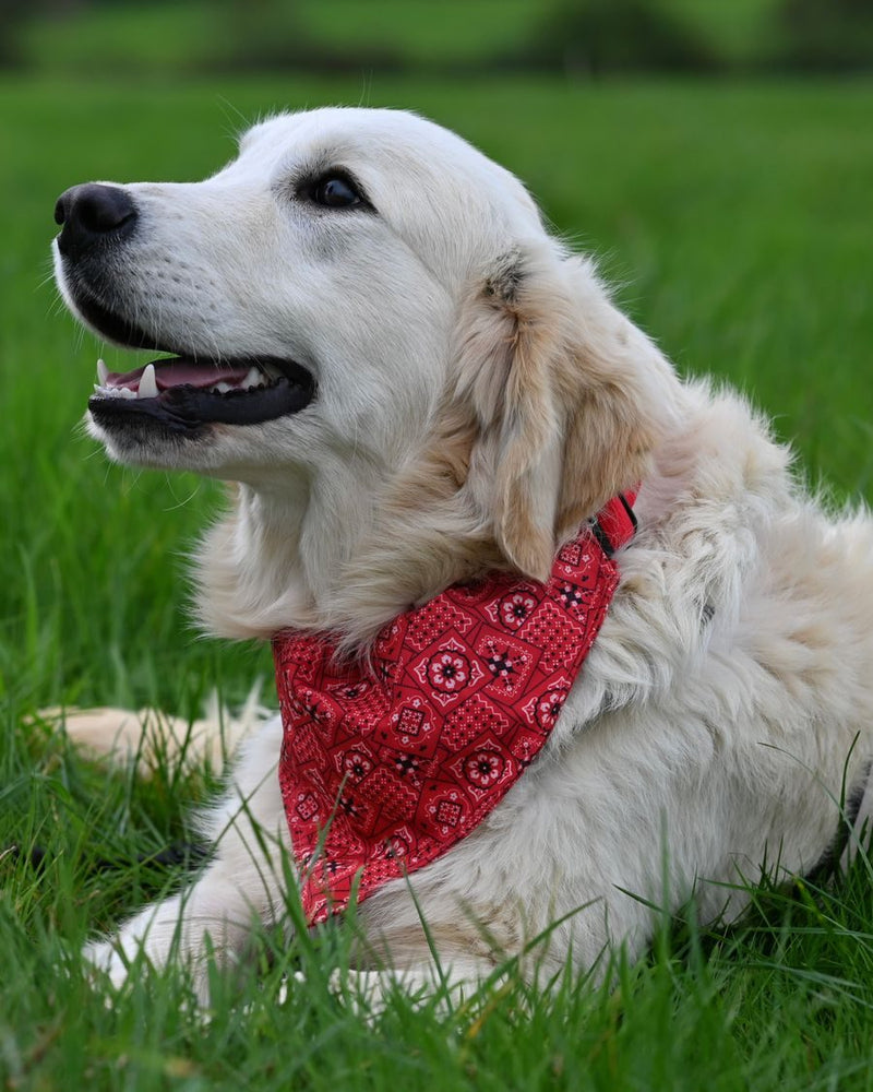Golden retriever wearing a red bandana