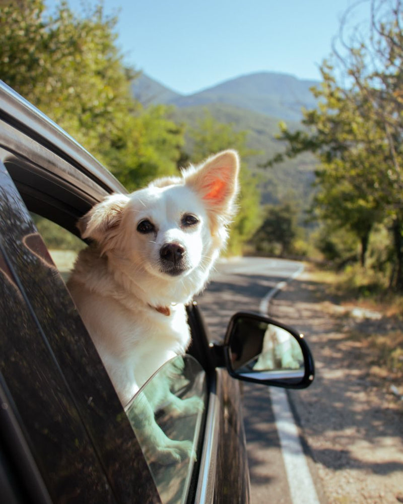 A dog looking out of a car window