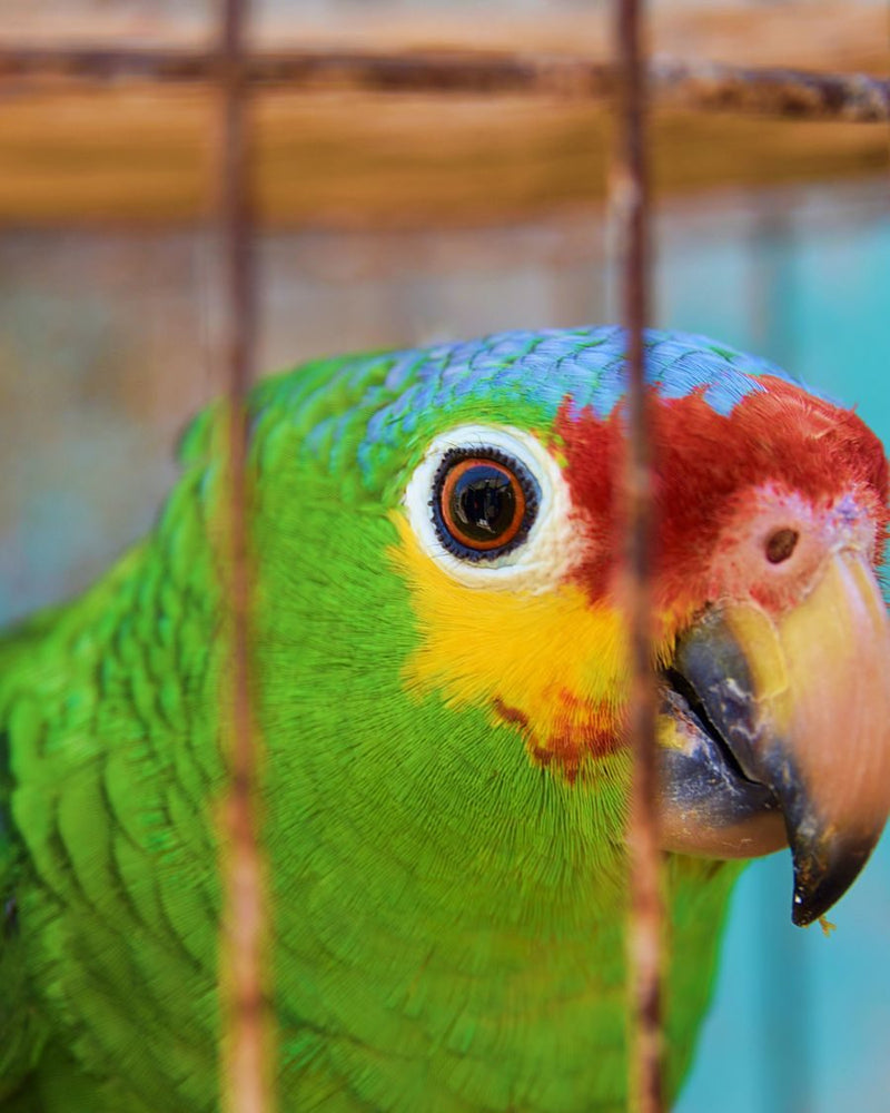 Bird accessories