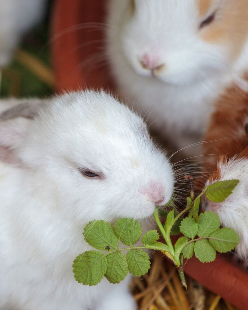 Small pet accessories