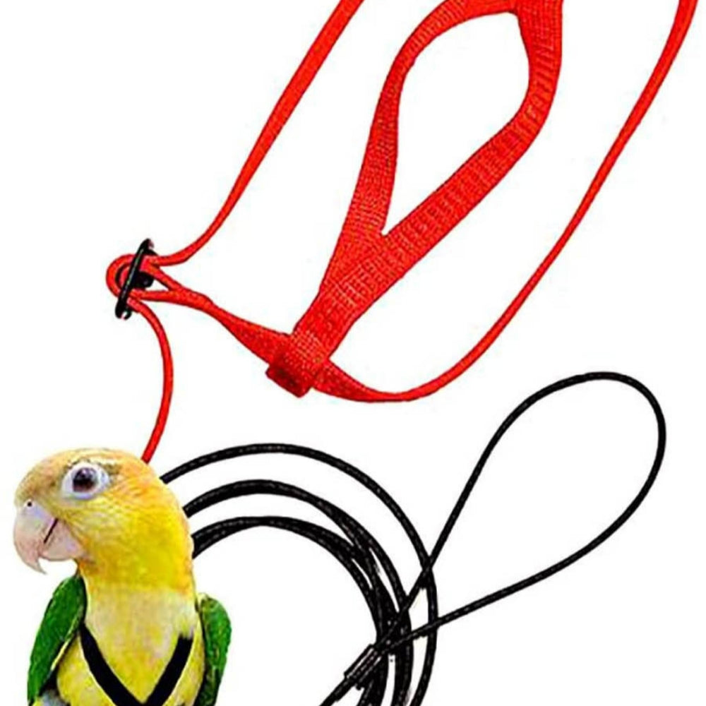 Parrot Harness & Flying Leash
