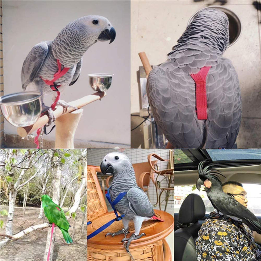 Parrot Harness & Flying Leash