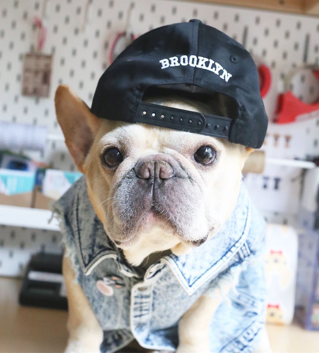 Washed Denim Dog Jacket