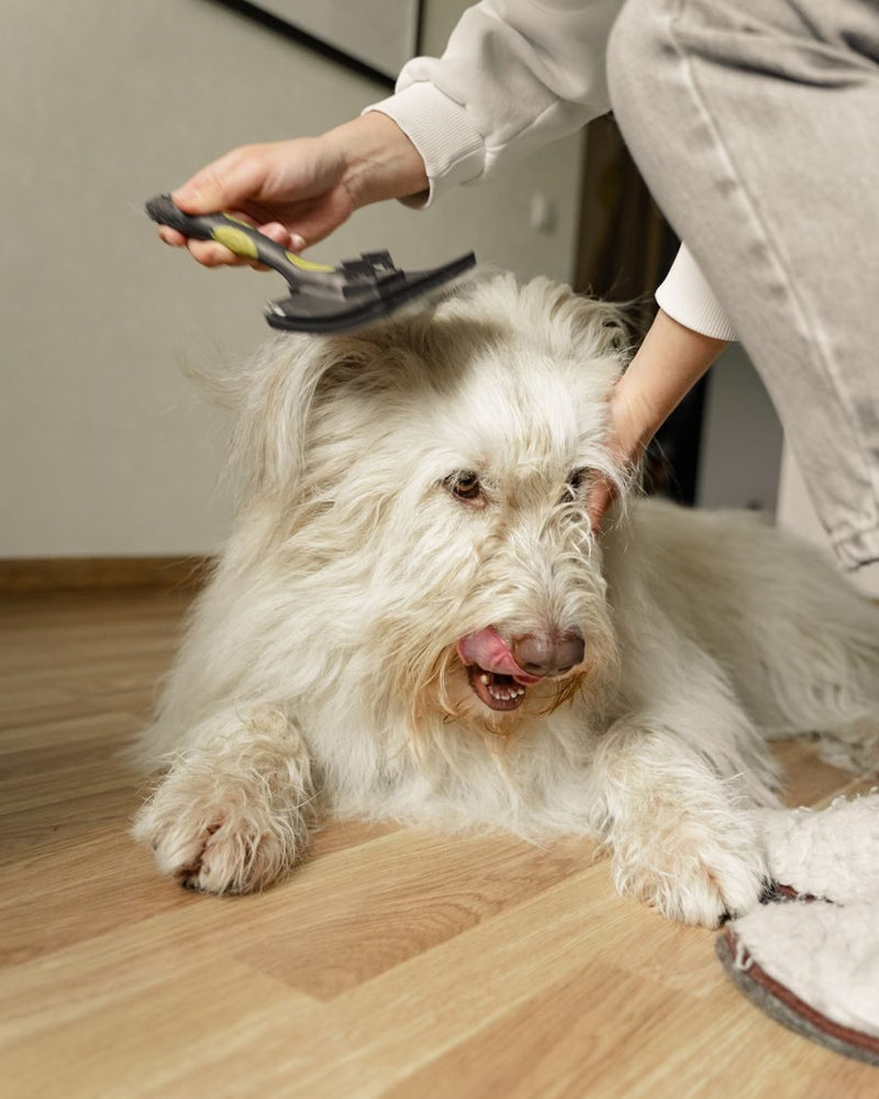 A dog being brushed at home